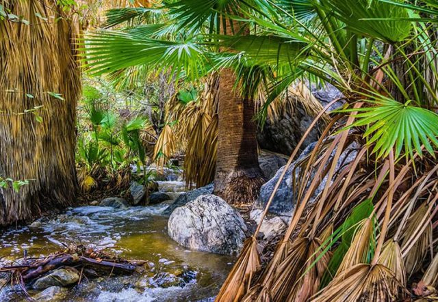 A serene landscape with palm trees and a small stream running through rocks.