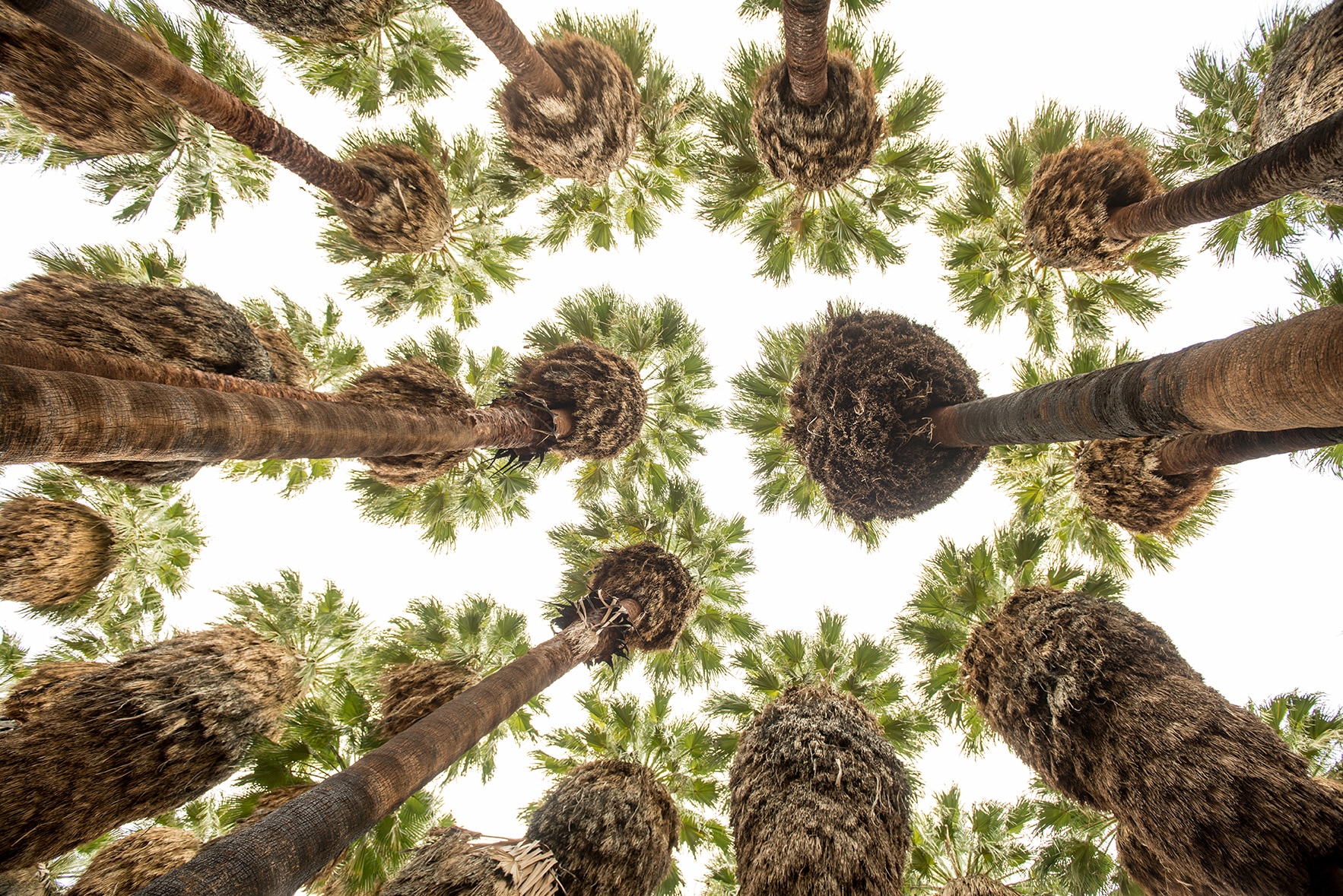 Parker Palm Springs Hiking Palm Trees Grove