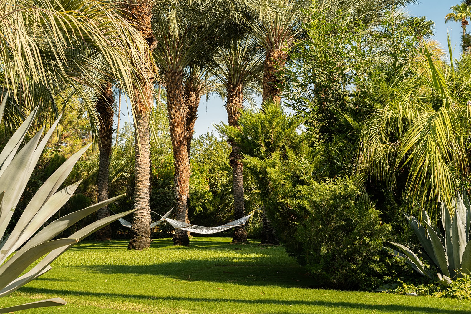 Hammocks amongst grove of palm trees