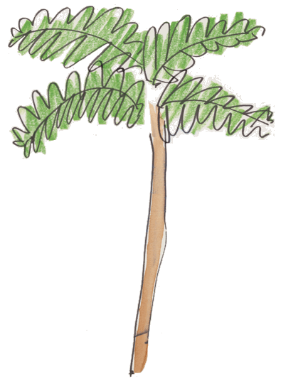 Palm tree