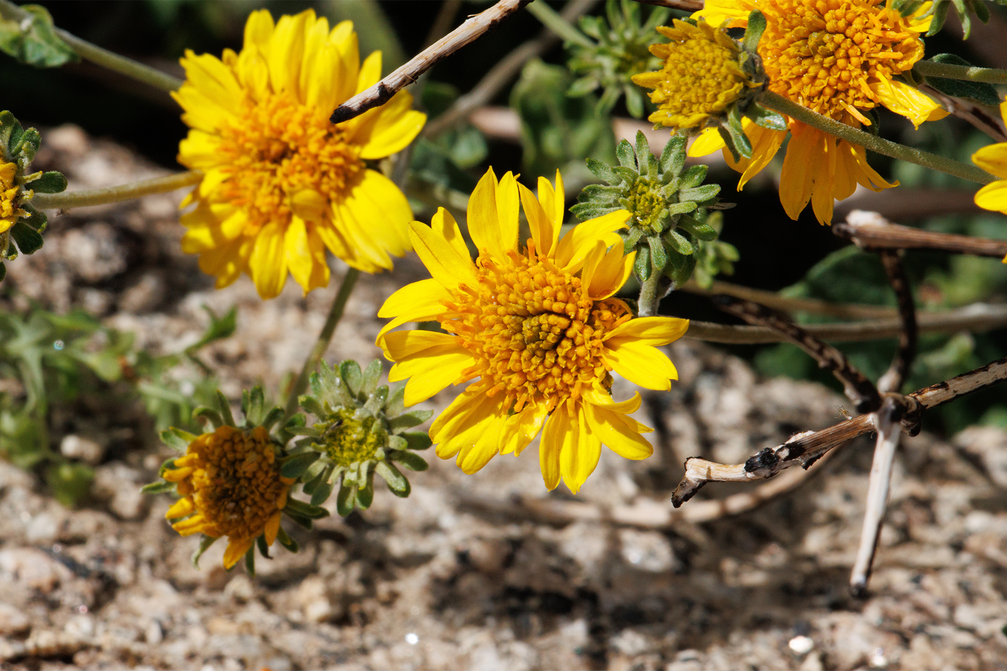 up-close shot of yellow blooming flowers